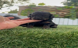 Caniche Toy perros en venta: CANICHE TOY HEMBRA COLOR NEGRO PHANTOM - Imagen 2