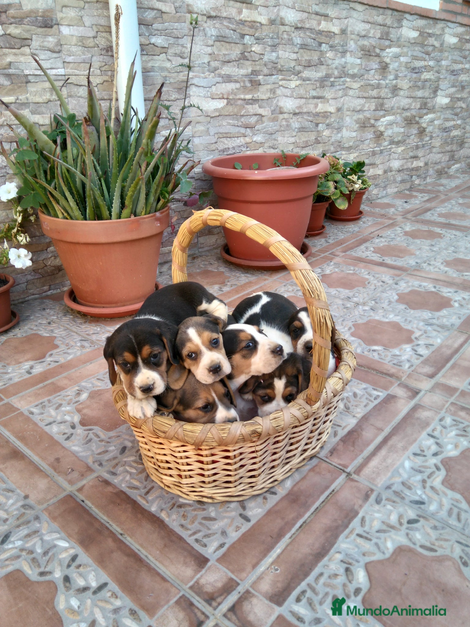 Beagle perros en venta: Beagles tricolor bicolor - Anuncio 2