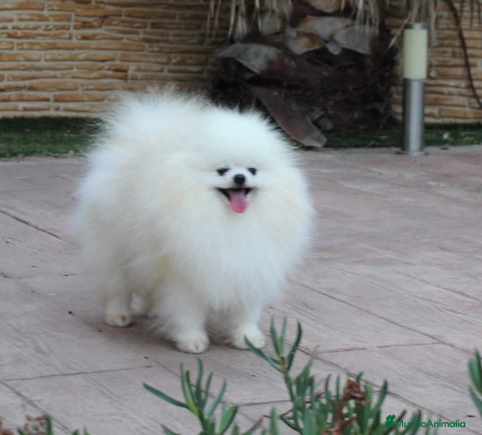 Pomerania perros lulu de pomerania - Anuncio 1