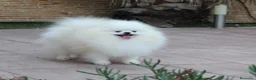 Pomerania perros en venta: lulu de pomerania - Anuncio 2