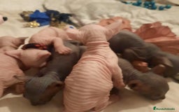 Sphynx gatos en venta: Sphynx pura razs - Anuncio 4