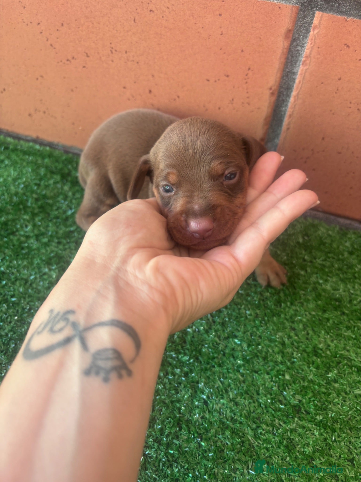 Teckel Miniatura perros Excelente camada de Teckel chocolate y arlequin  - Anuncio 1