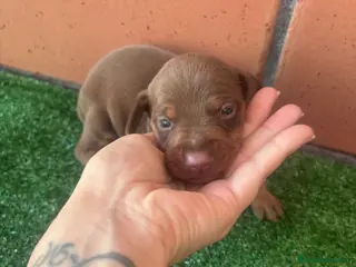 Teckel Miniatura perros Excelente camada de Teckel chocolate y arlequin - Anuncio 1