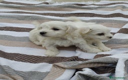 Bichón Maltés perros en venta: Macho bicho maltes  - Imagen 1
