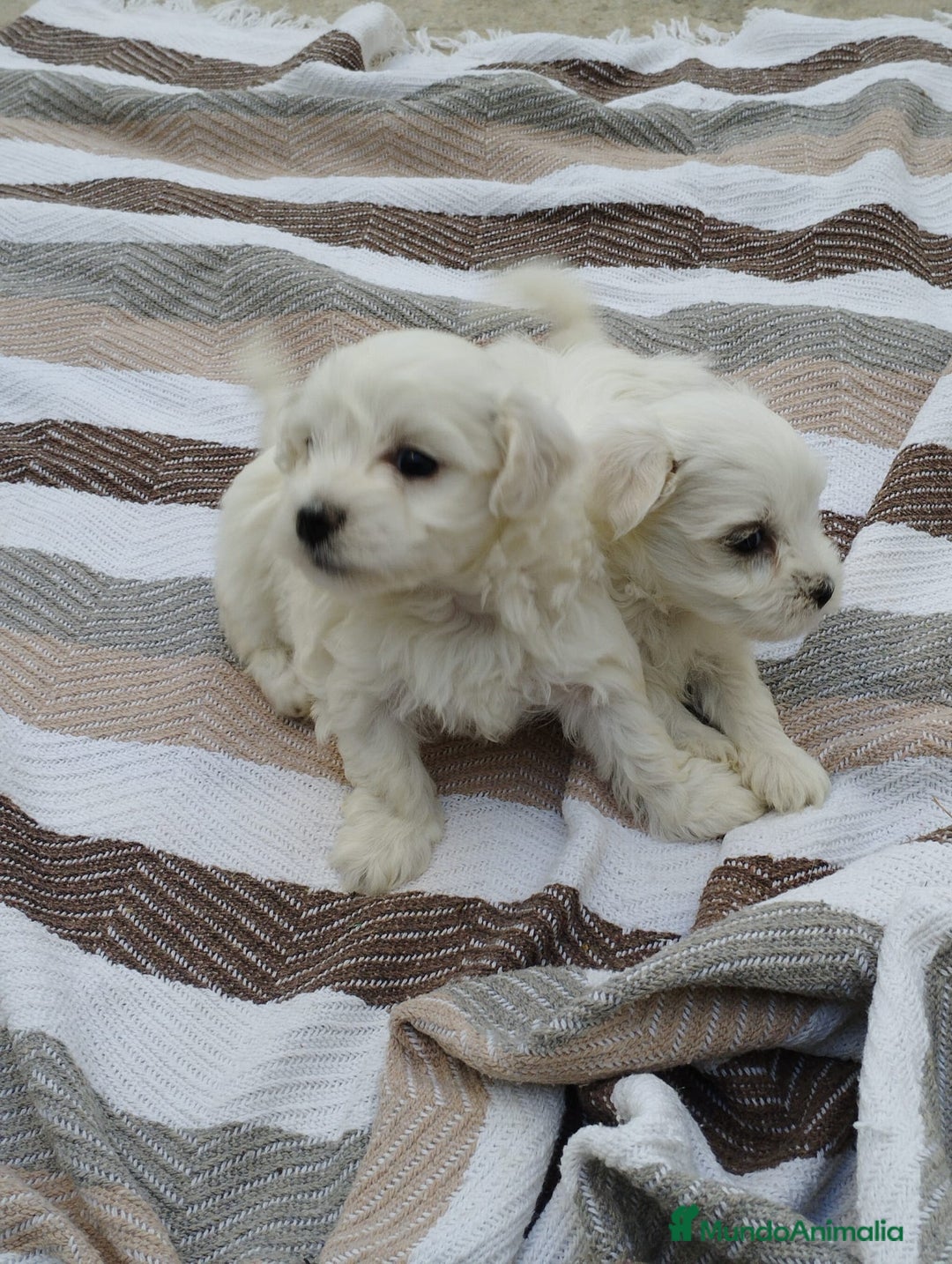 Bichón Maltés perros en venta: Macho bicho maltes  - Imagen 1