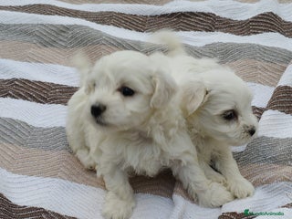 Bichón Maltés perros - Anuncio 33