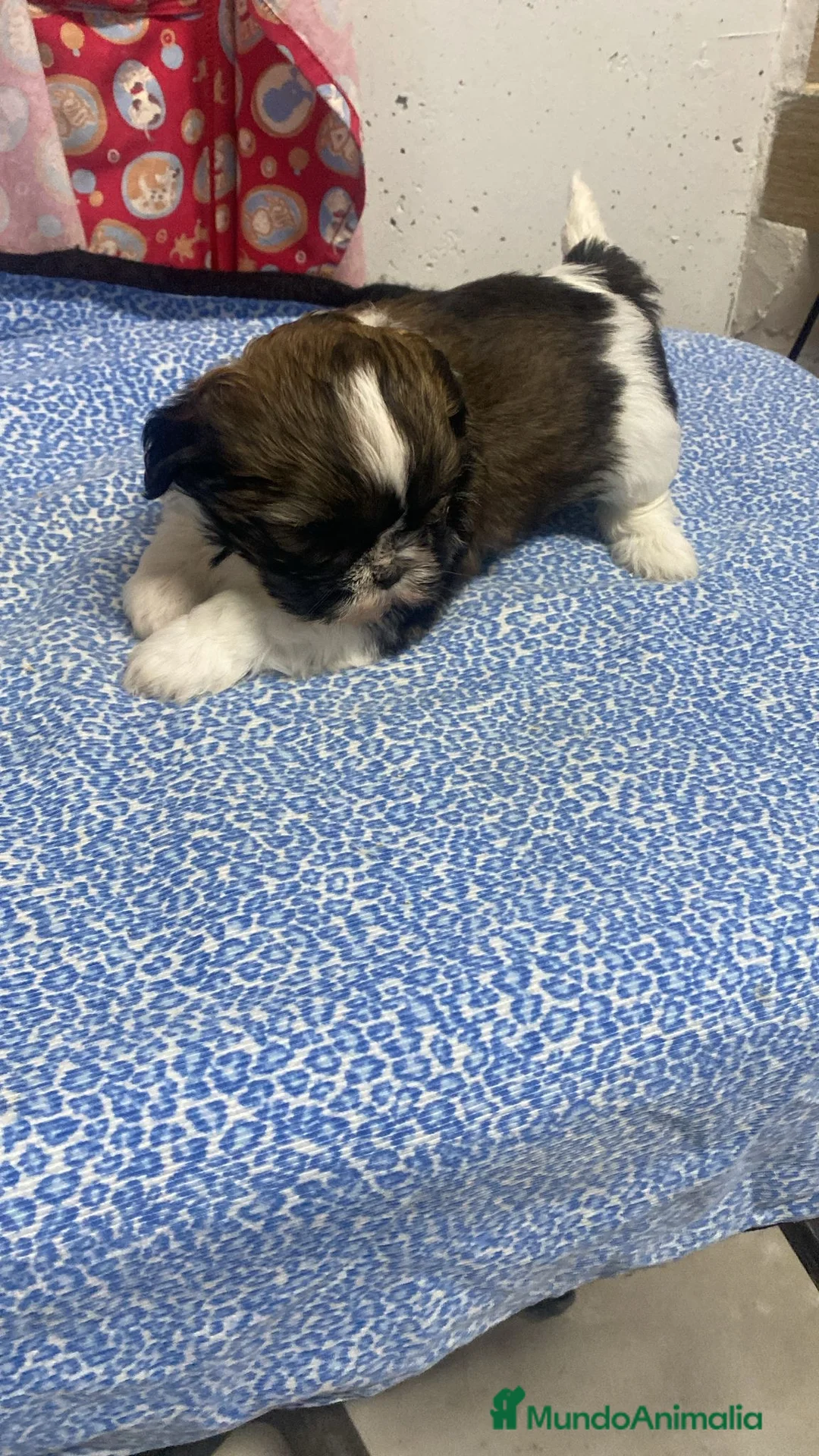 Shih Tzu perros en venta: CACHORRITA DE SHIH TZU - Anuncio 2