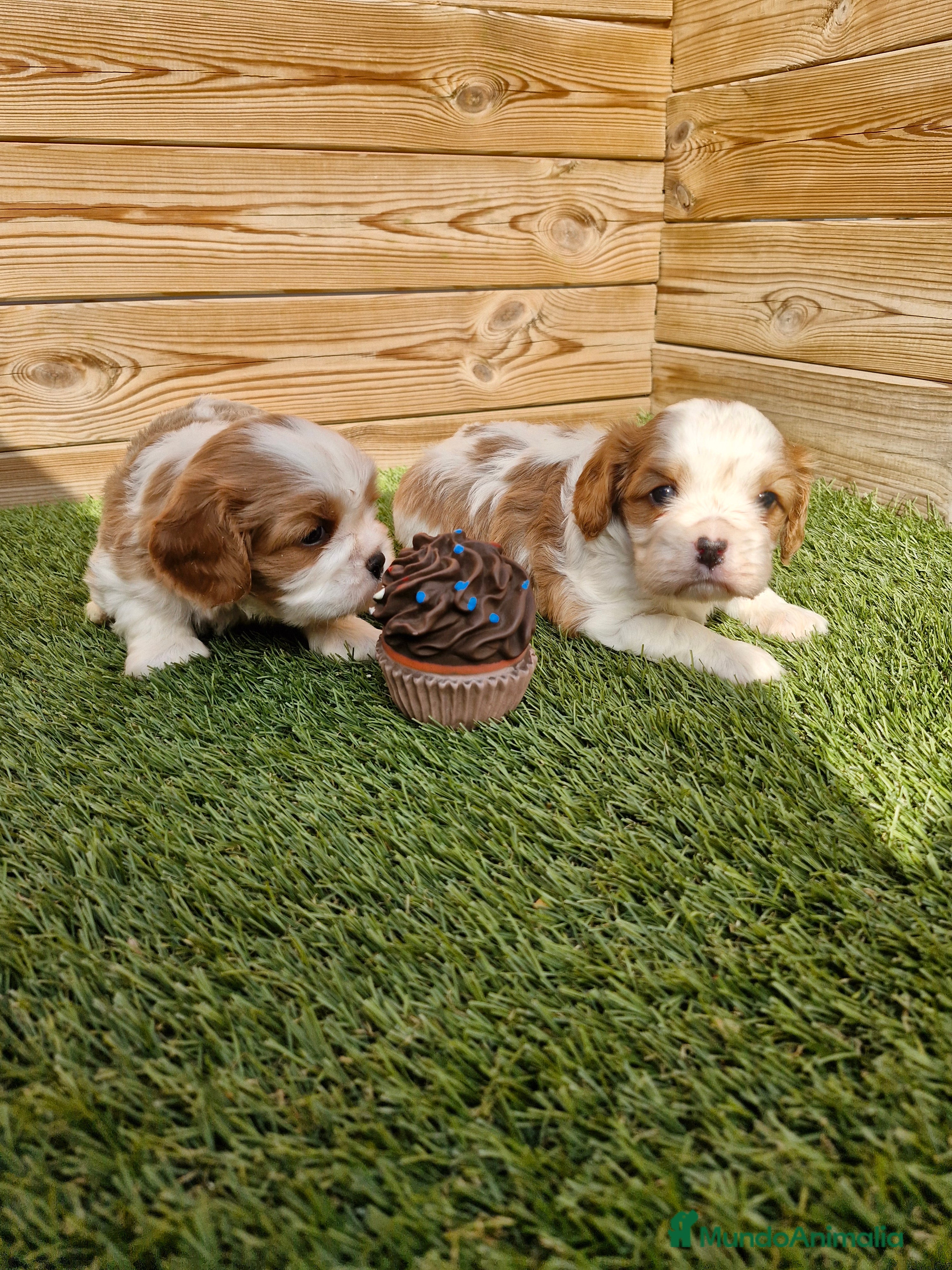 Cavalier King Charles Spaniel perros CAVALIER KING CHARLES en Barcelona - Anuncio 7