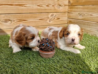 Cavalier King Charles Spaniel perros CAVALIER KING CHARLES en Barcelona - Anuncio 14