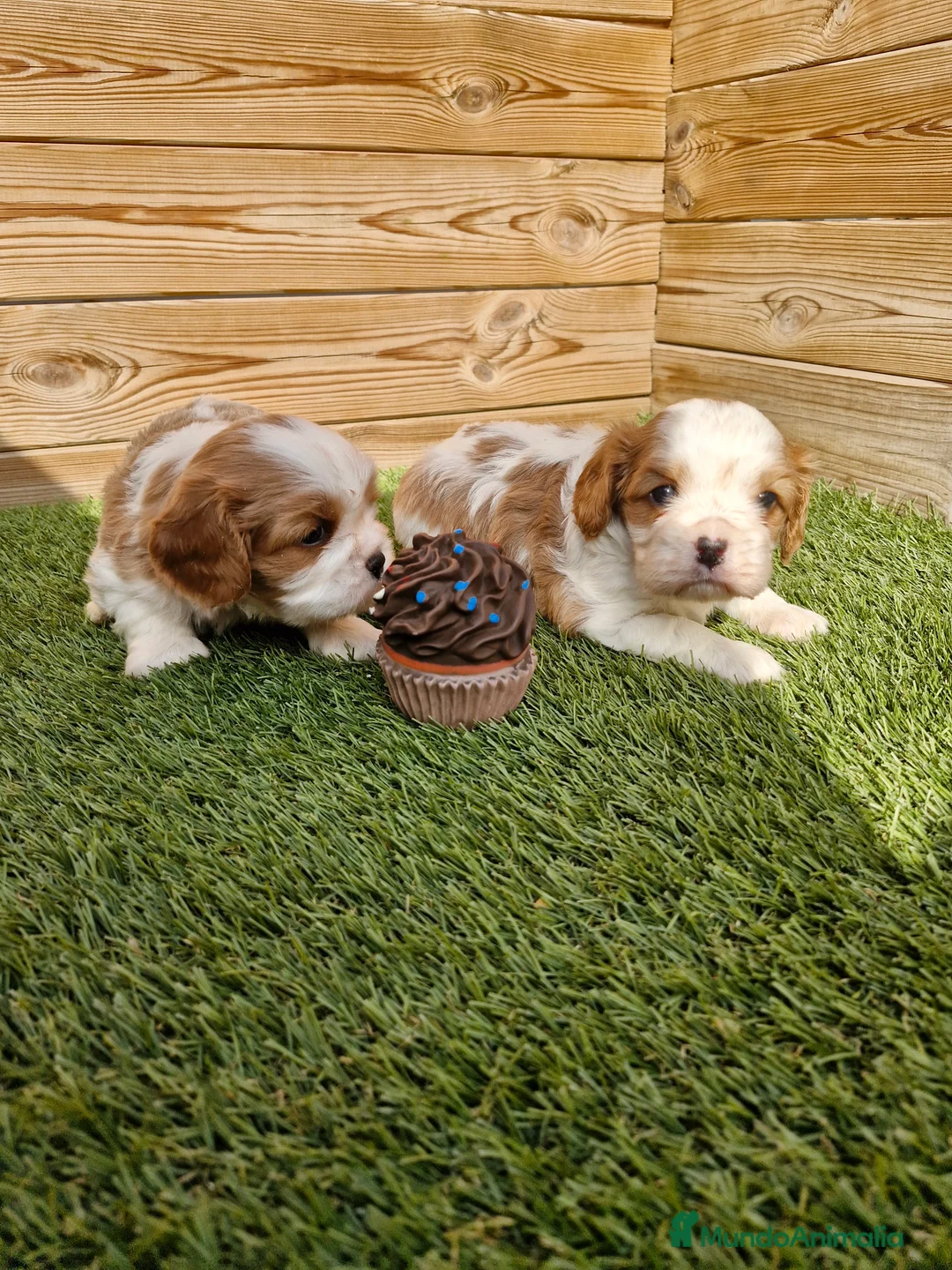 Cavalier King Charles Spaniel perros en venta: CAVALIER KING CHARLES en Barcelona - Anuncio 1