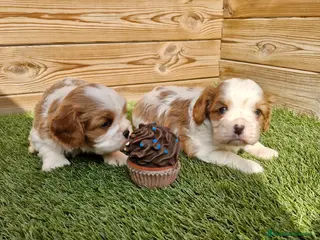 Cavalier King Charles Spaniel perros CAVALIER KING CHARLES en Barcelona - Anuncio 9
