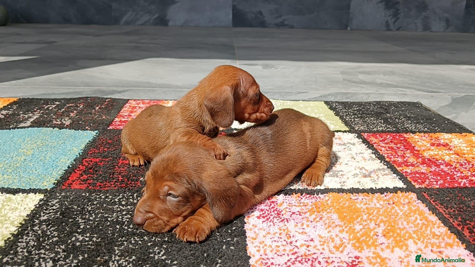 Teckel Miniatura perros Teckel mink - Anuncio 1