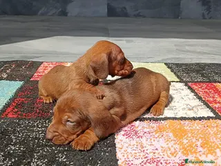 Teckel Miniatura perros Teckel mink - Anuncio 3