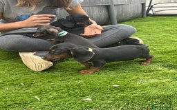 Teckel perros en venta: Cachorritos salchichas miniaturas - Imagen 10