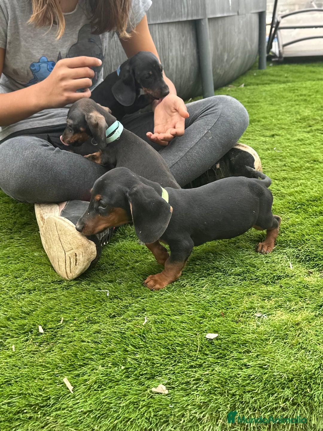 Teckel perros en venta: Cachorritos salchichas miniaturas - Imagen 10