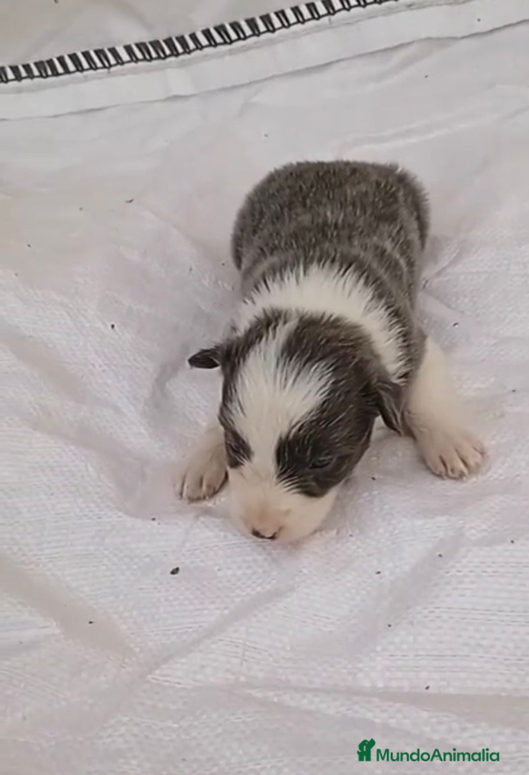 Border Collie perros en venta: Border collie hembras merle - Imagen 10
