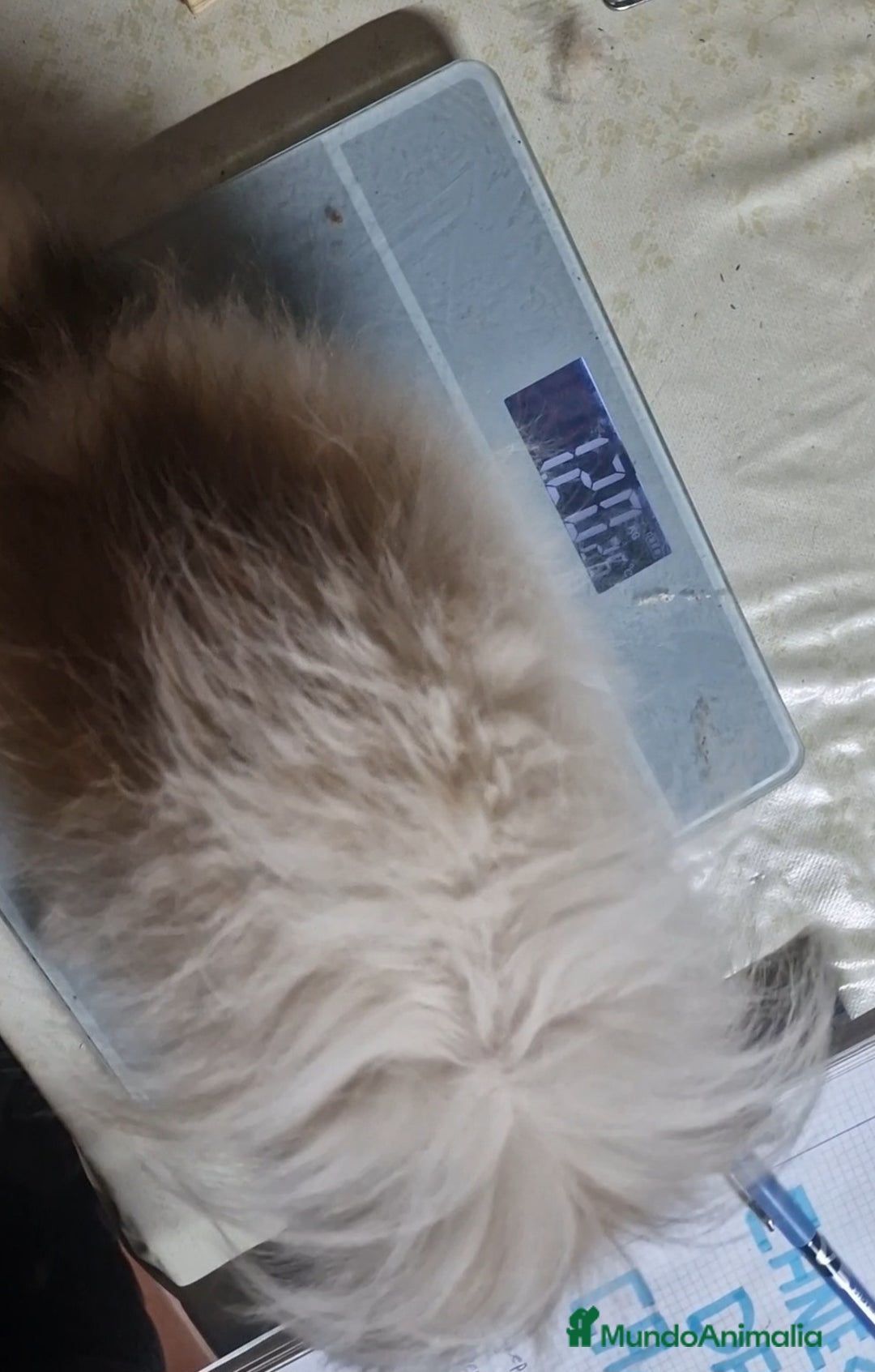 Pomerania perros en venta: Pomerania Toy/toy - Imagen 6