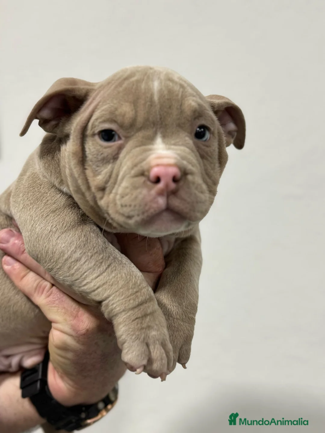 American Bully perros en venta: American bully pocket  - Anuncio 4
