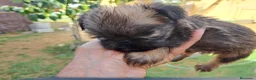Grifón de Bruselas perros en venta: Griffon de bruselas - Anuncio 7