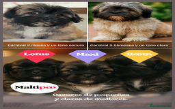 Maltipoo perros en venta: 🌸 Lotus, Maxi y Bone – en sus primeros días🐾 - Imagen 12