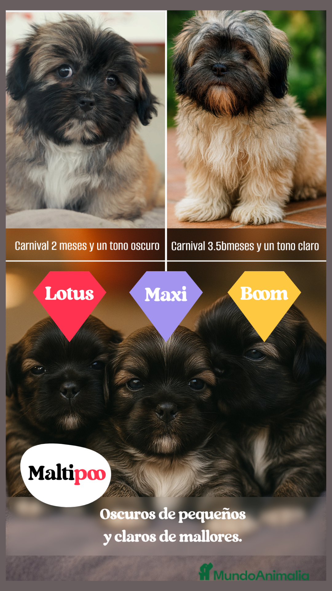 Maltipoo perros en venta: 🌸 Lotus, Maxi y Bone – en sus primeros días🐾 - Imagen 12