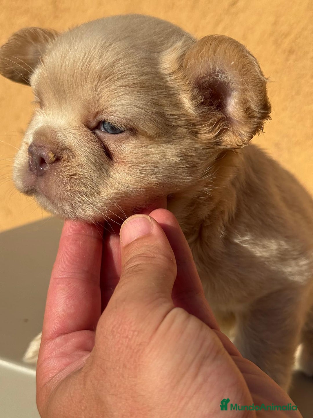 Bulldog Francés perros en venta: CAMADA BULLDOG FRANCÉS FLUFFY - Imagen 4