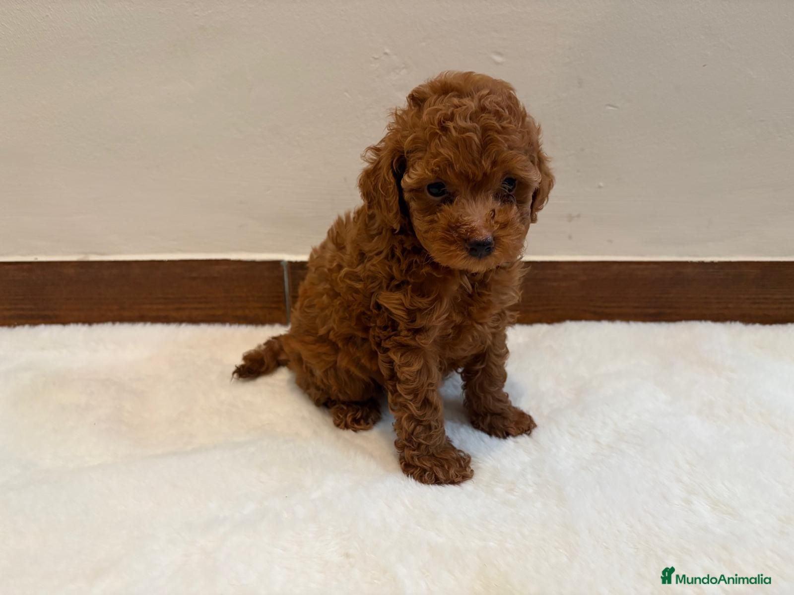 Caniche Toy perros CANICHE TOY - Anuncio 22
