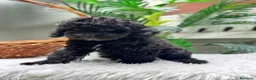 Caniche Enano perros en venta: CANICHE ENANA 🎀 - Anuncio 9