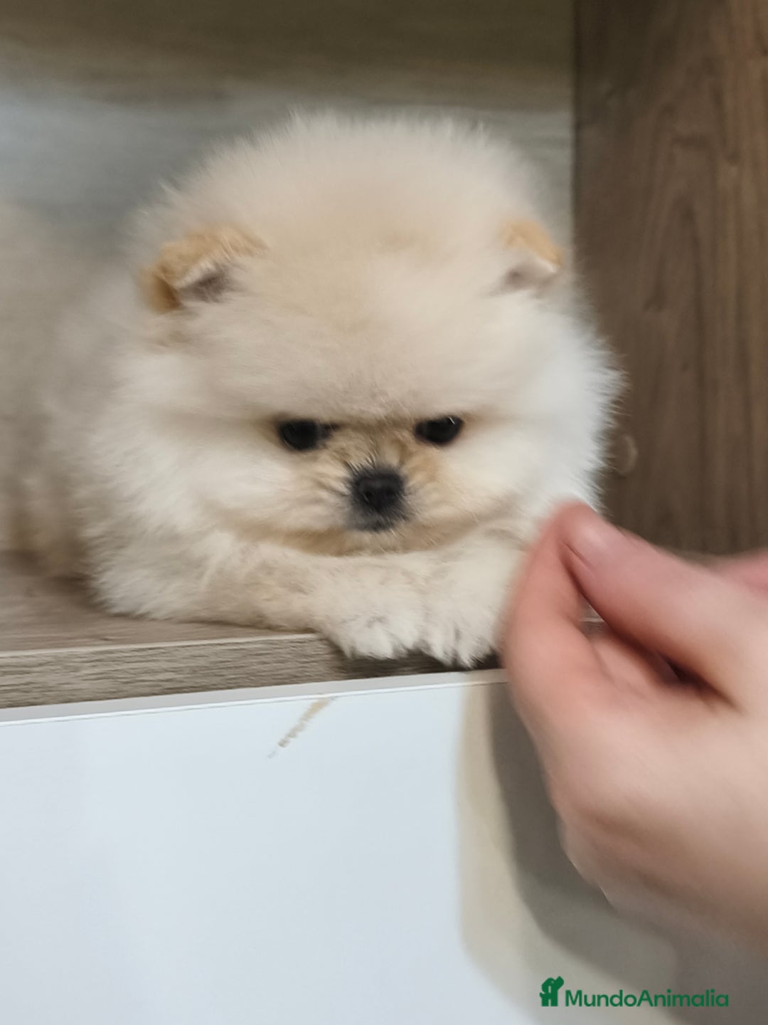 Pomerania perros en venta: Pomerania línea coreana y rusa MADRID  - Anuncio 2