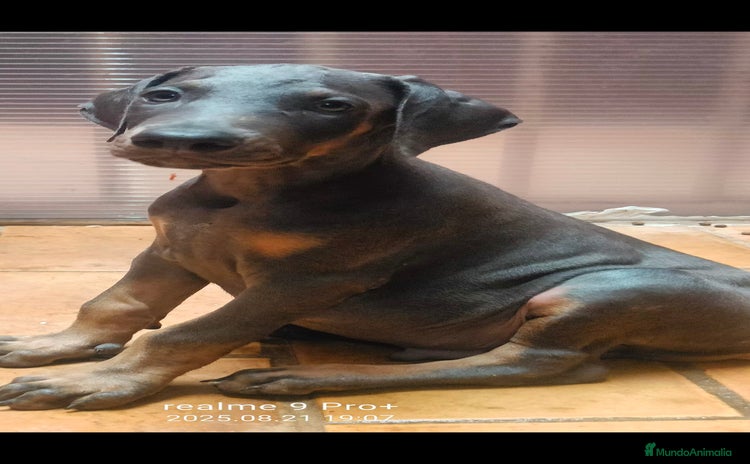 Dobermann perros - Anuncio 1