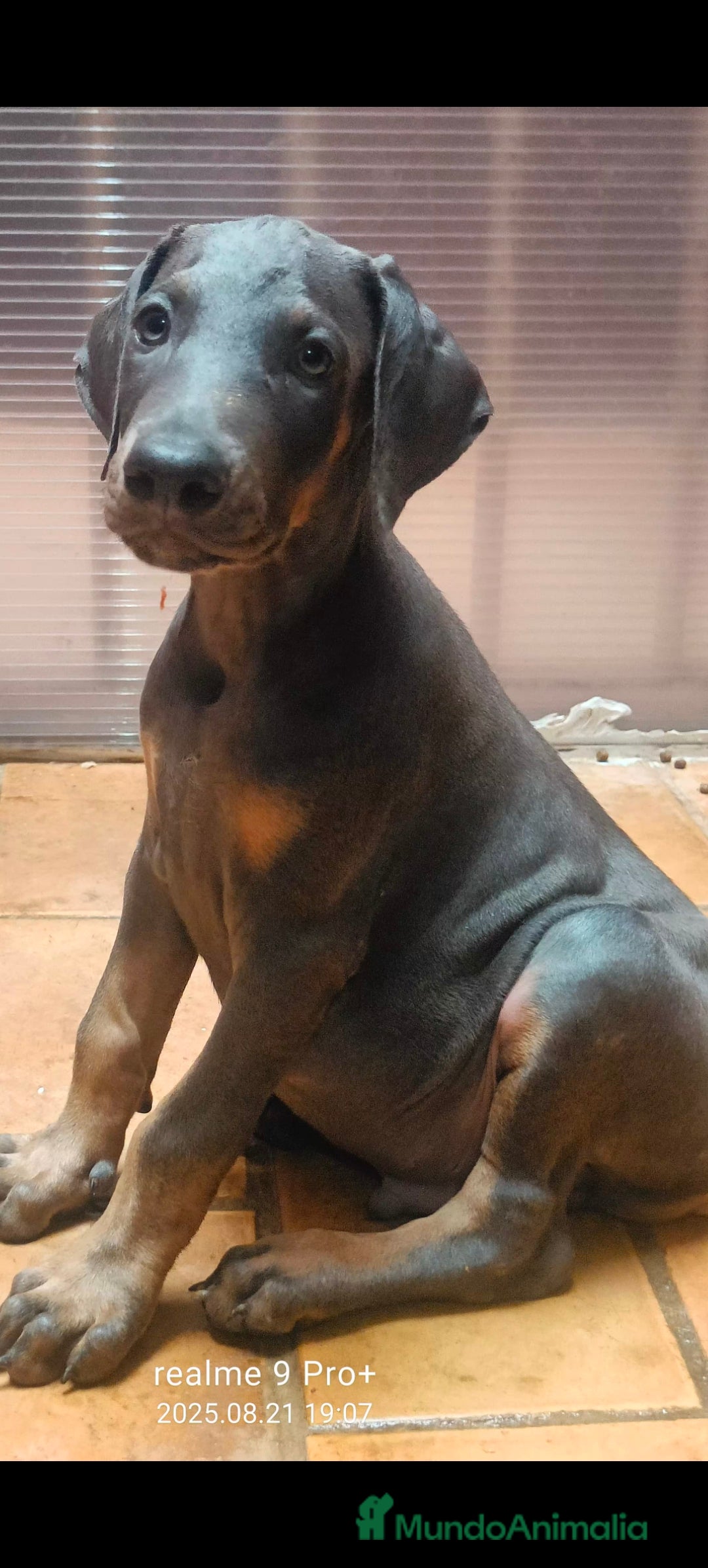 Dobermann perros en venta: Doberman blue  - Imagen 1