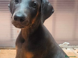 Dobermann perros - Anuncio 6