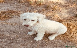 Perro de Agua Español perros en venta: Perro de agua  en Madrid - Imagen 1