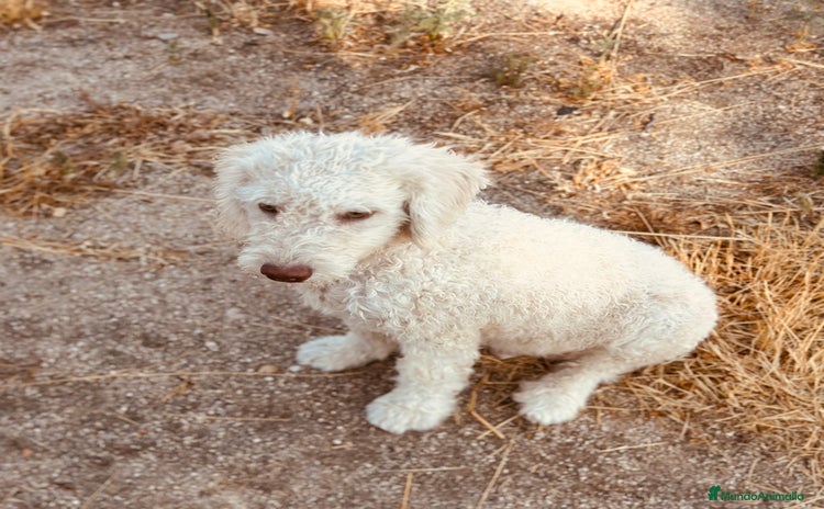 Perro de Agua Español perros en Madrid - Propaganda 9