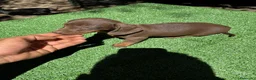 Teckel perros en venta: Teckel Kannichen de Calidad  - Anuncio 4