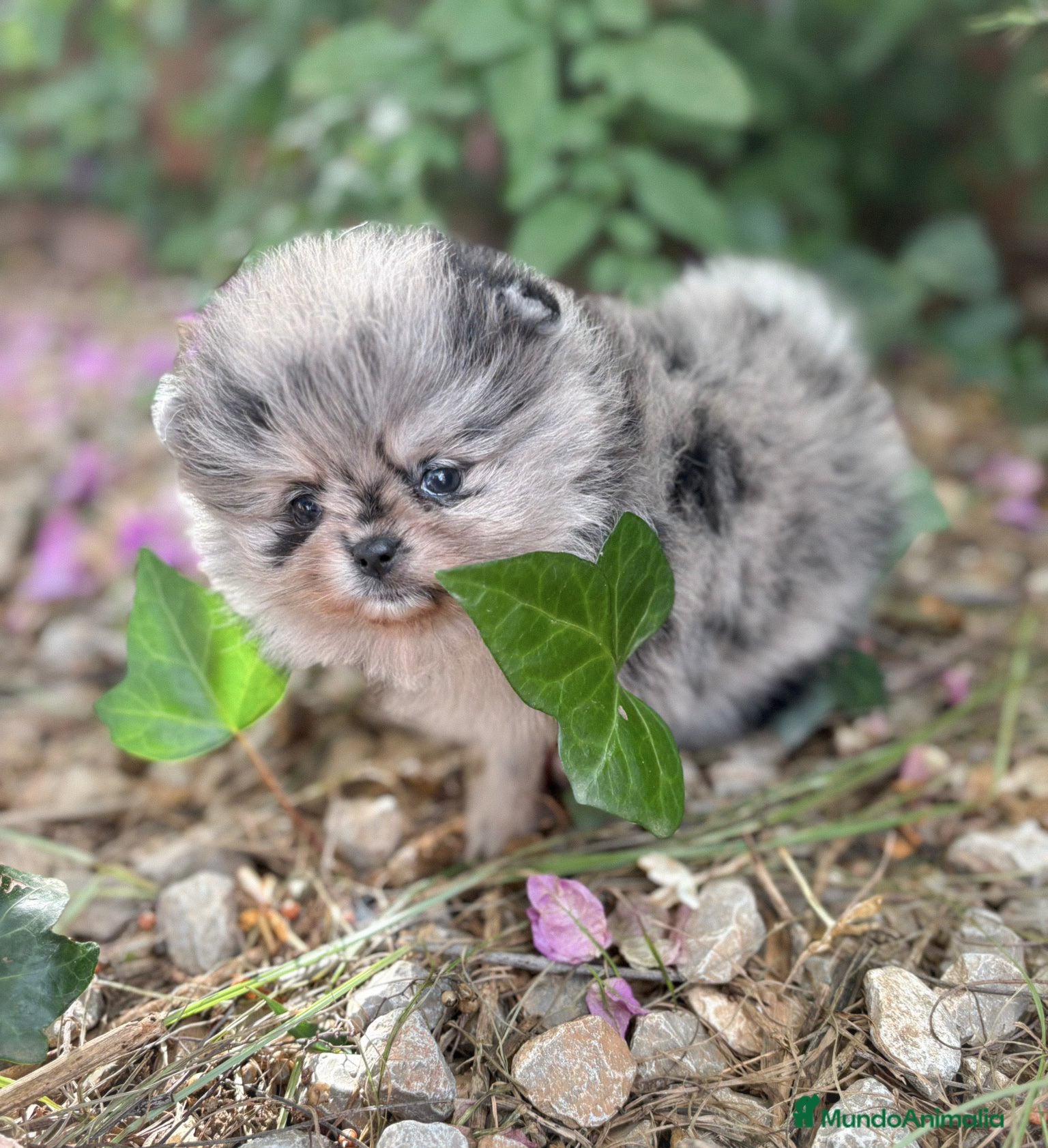 Pomerania perros Pomerania Color Merle - Anuncio 2