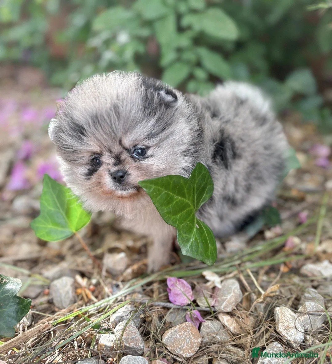Pomerania perros en venta: Pomerania Color Merle - Anuncio 2
