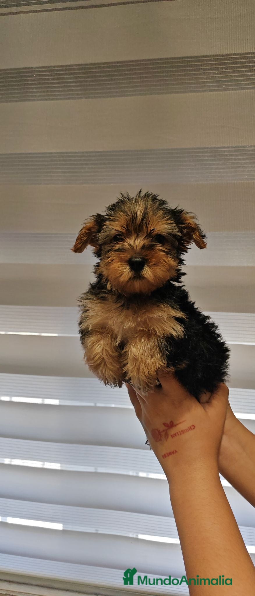 Yorkshire Terrier perros 1 hembra de Yorkshire - Anuncio 2