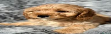 Cavapoo 2