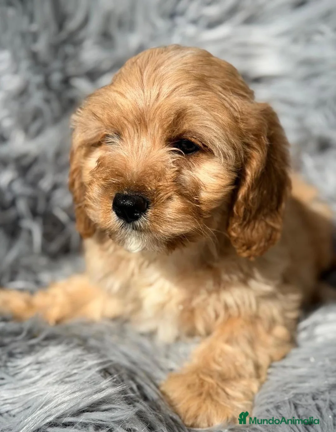 Cavapoo perros en venta: Camada de Cavapoo rojos y apricot - Anuncio 7
