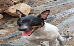Ratonero Bodeguero Andaluz perros en venta: Hembrita  - Imagen 2