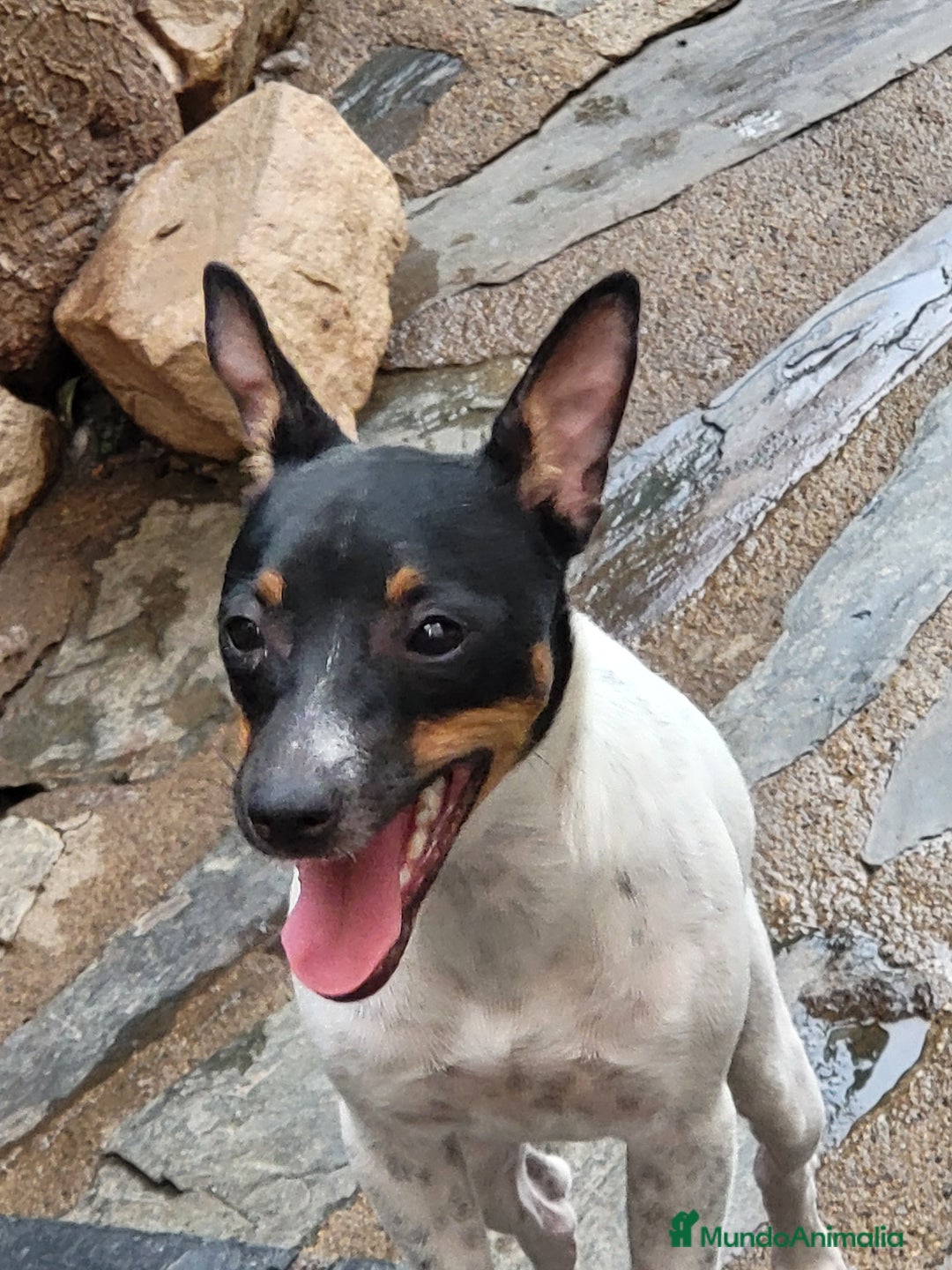 Ratonero Bodeguero Andaluz perros en venta: Hembrita  - Imagen 2