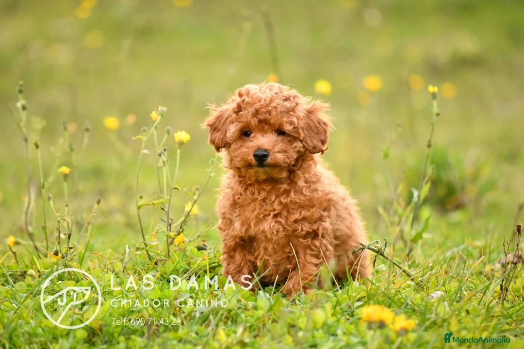 Caniche Toy perros en venta: Caniches toy disponibles - Anuncio 7