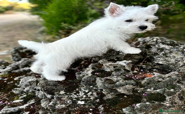 West Highland White Terrier perros - Propaganda 1