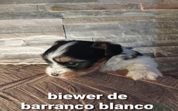 Biewer Yorkshire Terrier a la Pom Pon perros en venta: Biewer macho con pedigree - Imagen 3