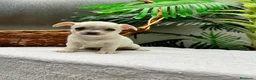 Chihuahua perros en venta: CHIHUAHUA-MACHO - Anuncio 4