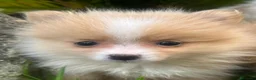 Spitz pequeño - Kleinspitz perros en venta: Pomerania kleinspitz 🐕 - Anuncio 4