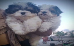Raza Mixta perros en venta: Espectacular Cachorra malvi - Imagen 12