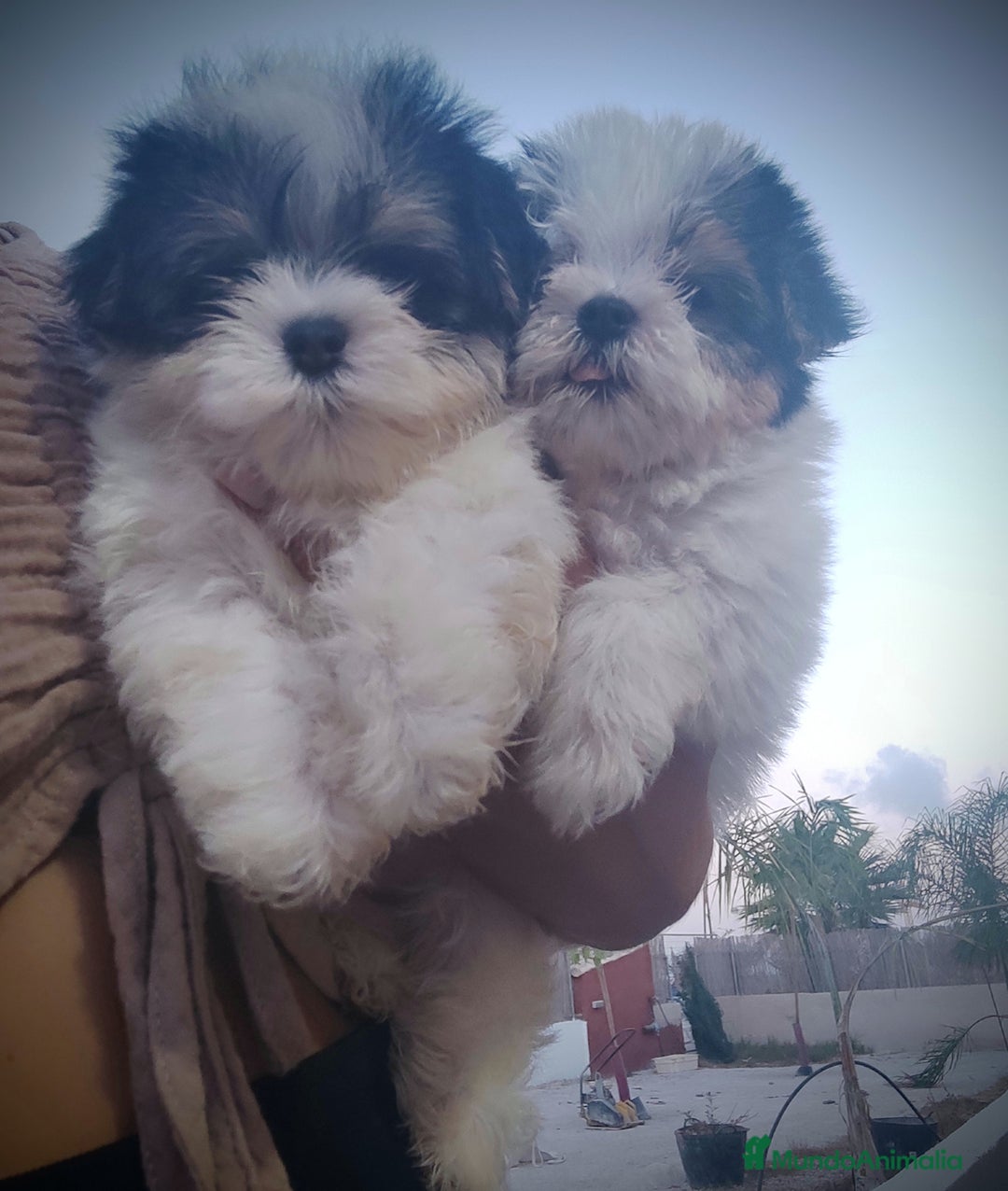 Raza Mixta perros en venta: Espectacular Cachorra malvi - Imagen 12