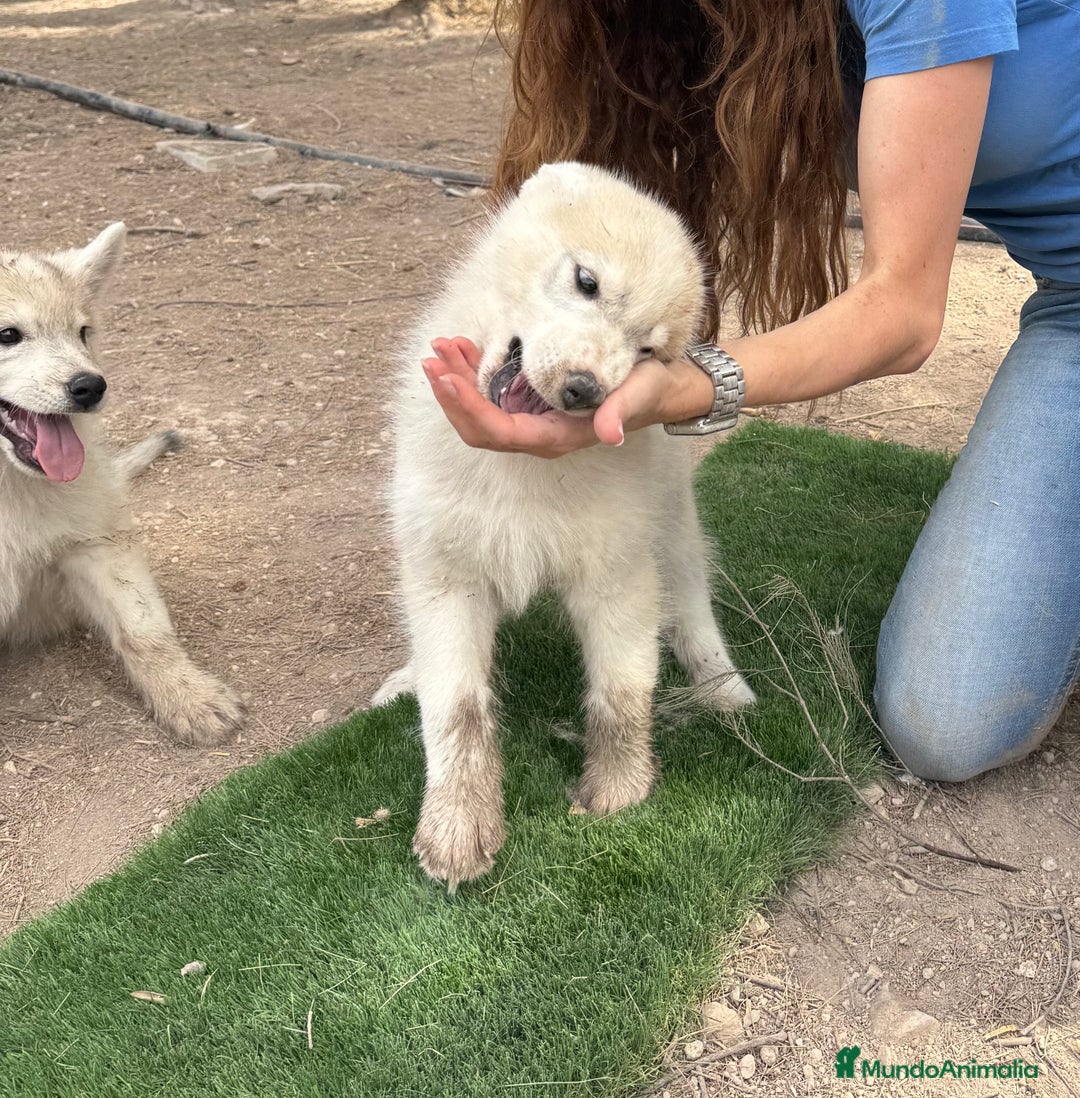 Husky Siberiano perros en venta: HUSKY Y LOBO ARTICO - Imagen 4